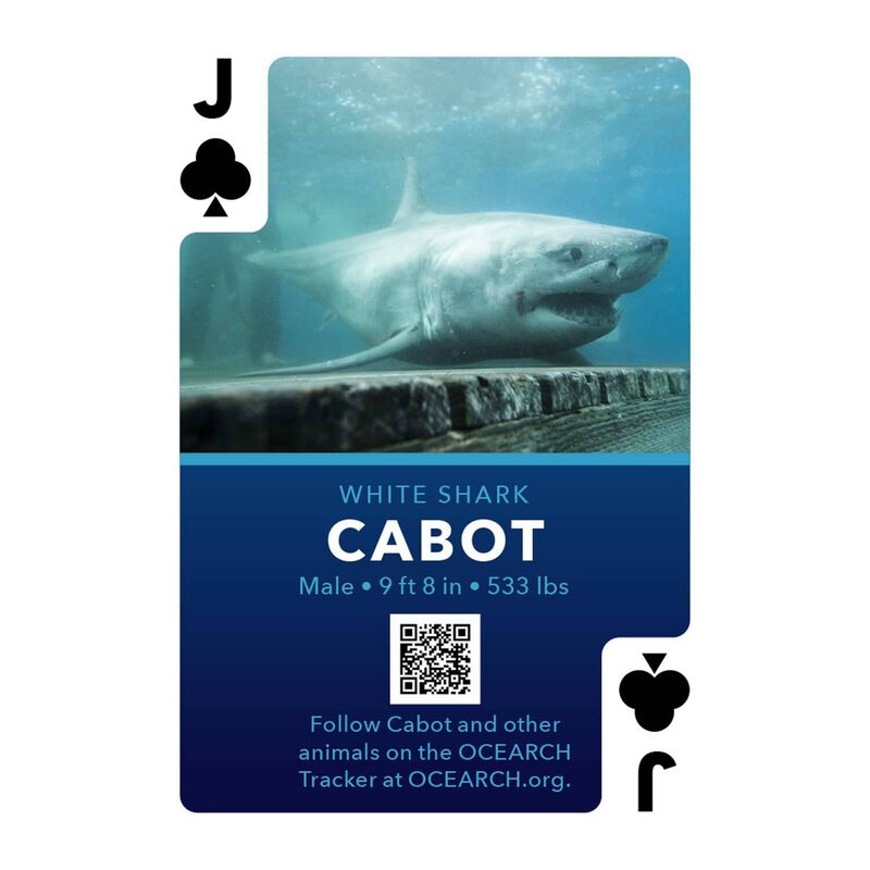 Card Sharks Merchandise, Card Sharks Wiki