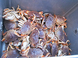 Rigid VS. Collapsible ROUND Crab Traps