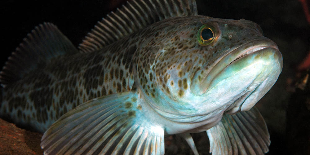 Deep water anglers nail limits of lingcod and rockfish off California Coast